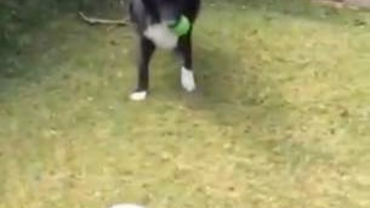 Illustration : "(Vidéo) Ce chien laisse ce facteur passer à condition qu’il joue au football avec lui !"