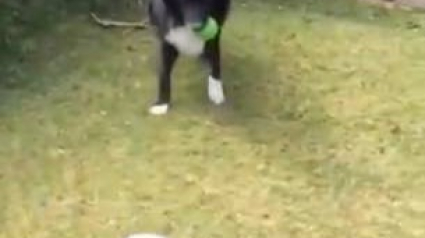 Illustration : (Vidéo) Ce chien laisse ce facteur passer à condition qu’il joue au football avec lui !