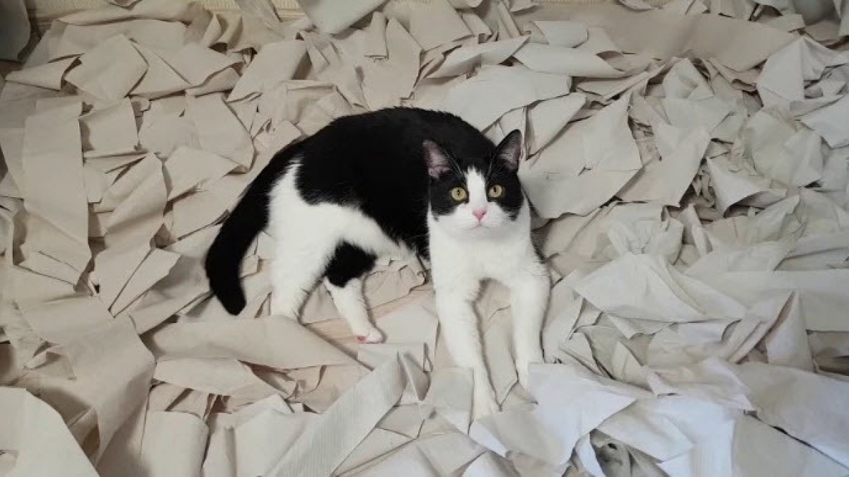 Illustration : "Ce chat trouve son bonheur dans une chambre couverte de papier toilette (vidéo)"