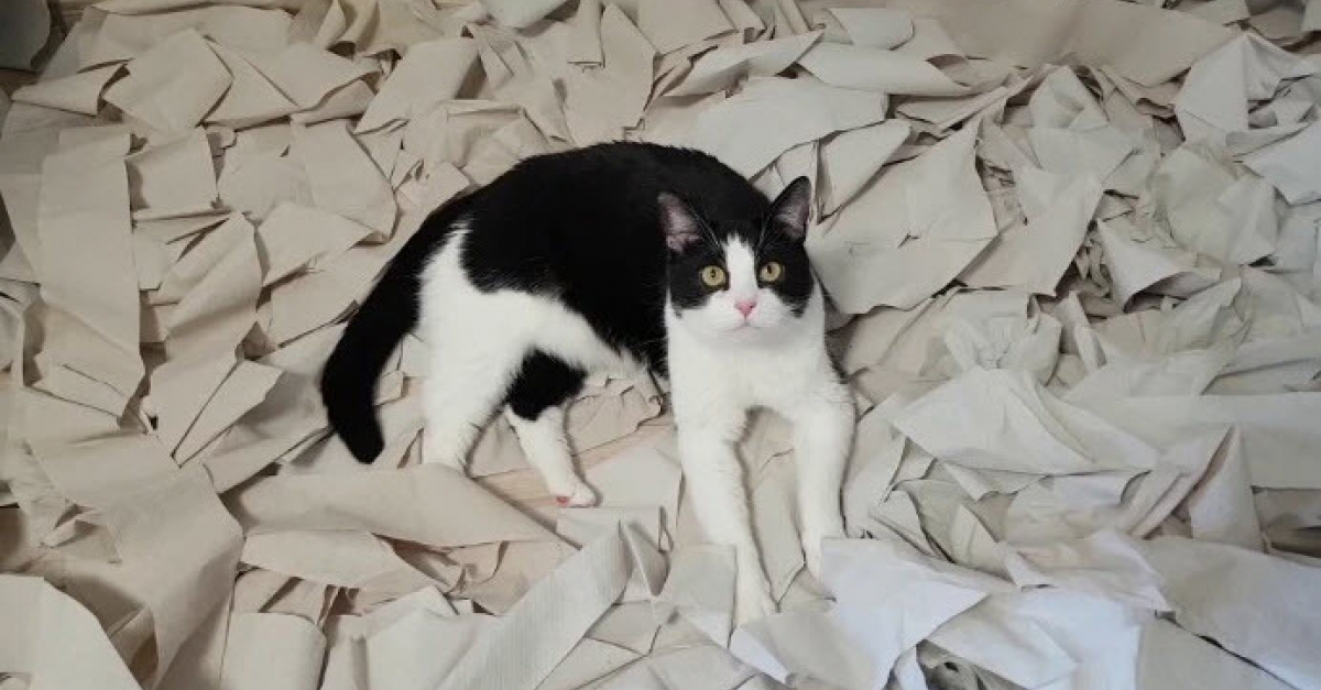 Ce Chat Trouve Son Bonheur Dans Une Chambre Couverte De Papier Toilette Video Ce Chat Trouve Son Bonheur Dans Une Chambre Couverte De Papier Toilette Video