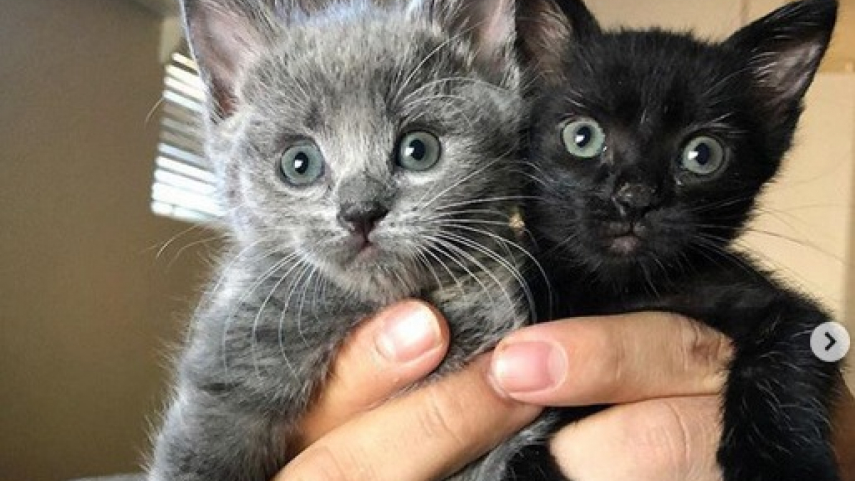 Illustration : "Deux chatons frères et soeurs retrouvés dans une école, sans leur mère, sauvés de justesse !"