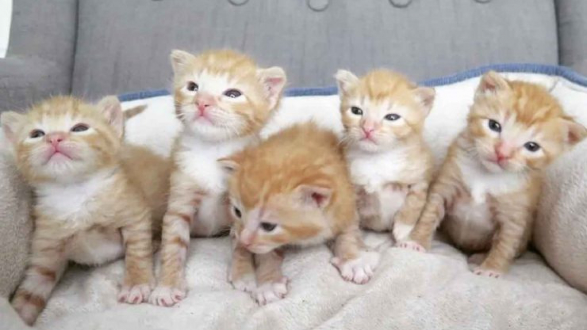 Illustration : "Abandonnés par leur mère ces 5  chatons orphelins ont été sauvés juste à temps"