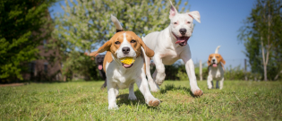 Illustration : "Le jeu chez le chien"