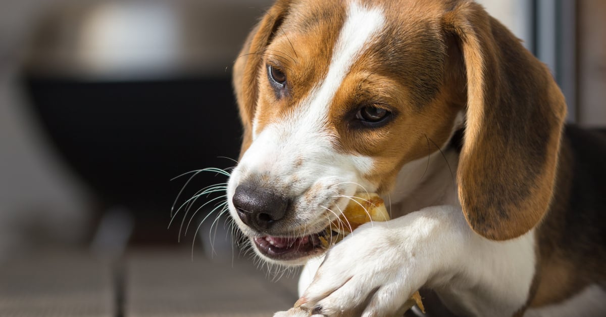 Comment choisir un os pour chien