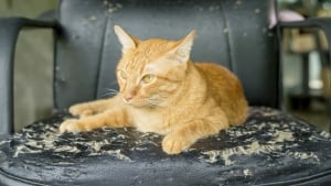 Les Griffures De Chat Risques Symptomes Maladies Et Traitements