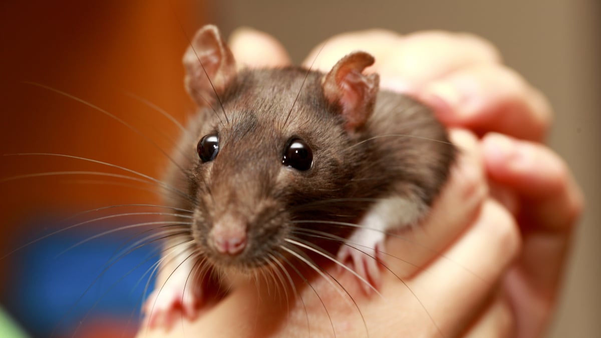 Illustration : "Comment caresser et manipuler un rat ?"