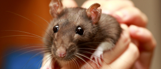 Illustration : "Comment caresser et manipuler un rat ?"