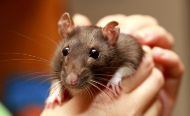 Illustration : "Comment caresser et manipuler un rat ?"