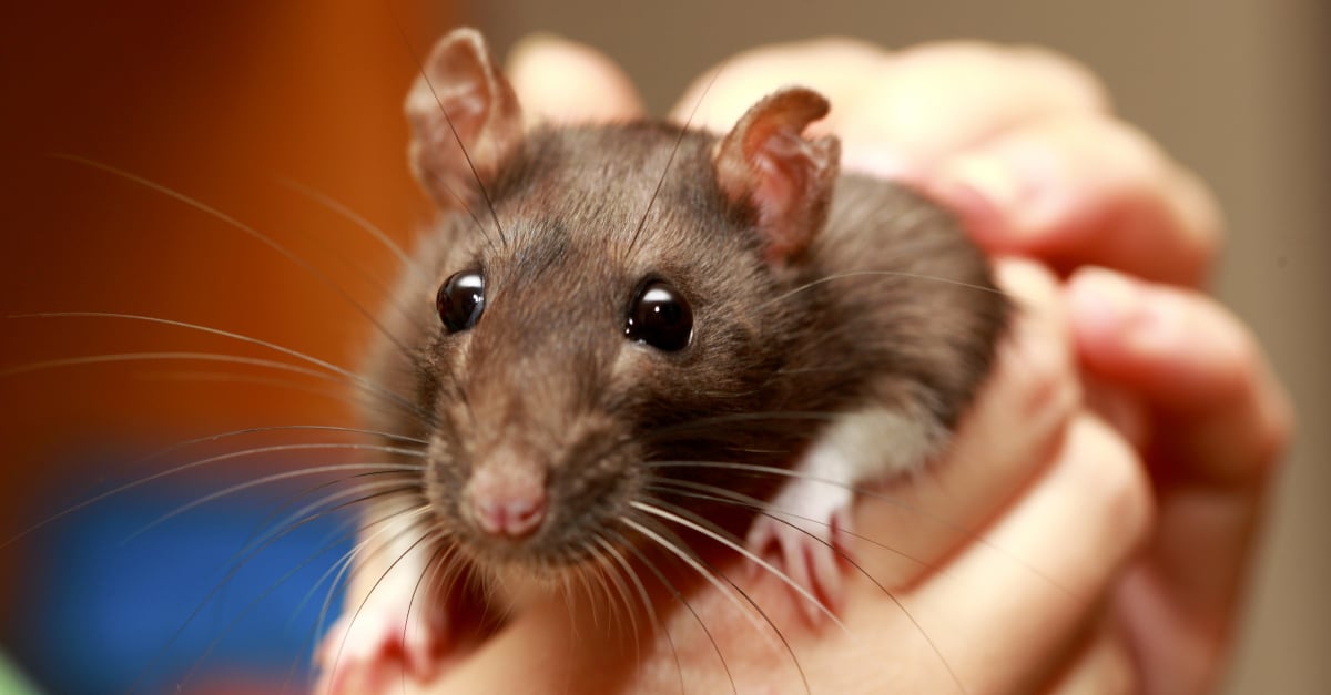 Caresser et manipuler un rat comment s'y prendre Caresser et manipuler un rat comment s'y prendre