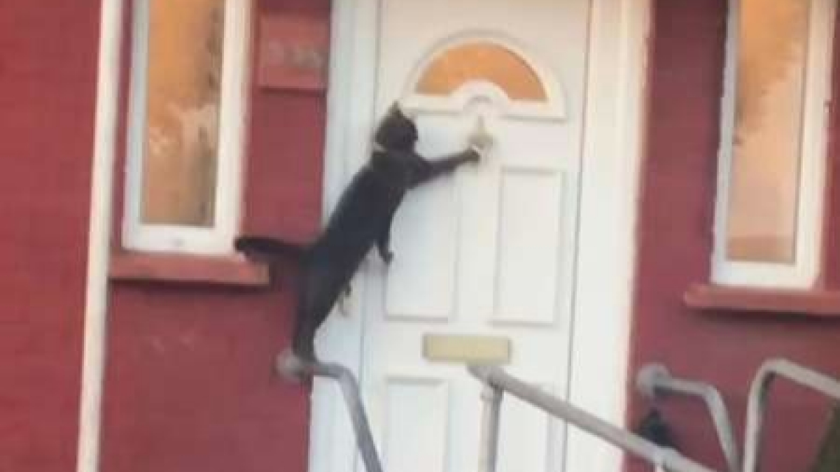 Illustration : "Pour rentrer chez lui, ce chat frappe tout simplement à la porte ! "