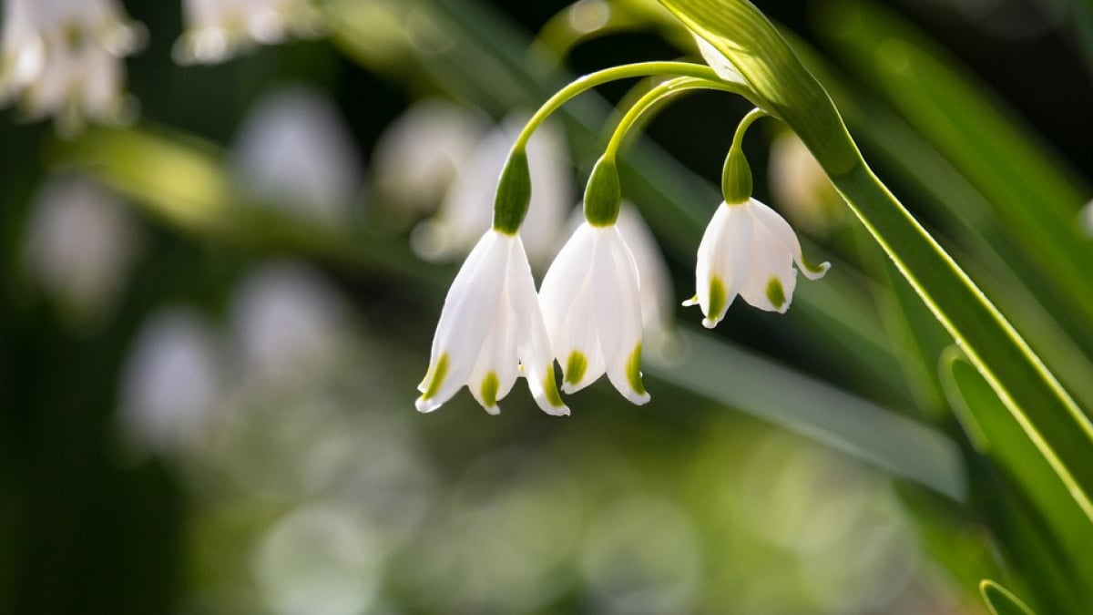 Illustration : "Attention, le muguet peut mettre en danger la vie des chiens et des chats"