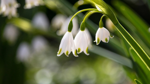 Illustration : Attention, le muguet peut mettre en danger la vie des chiens et des chats