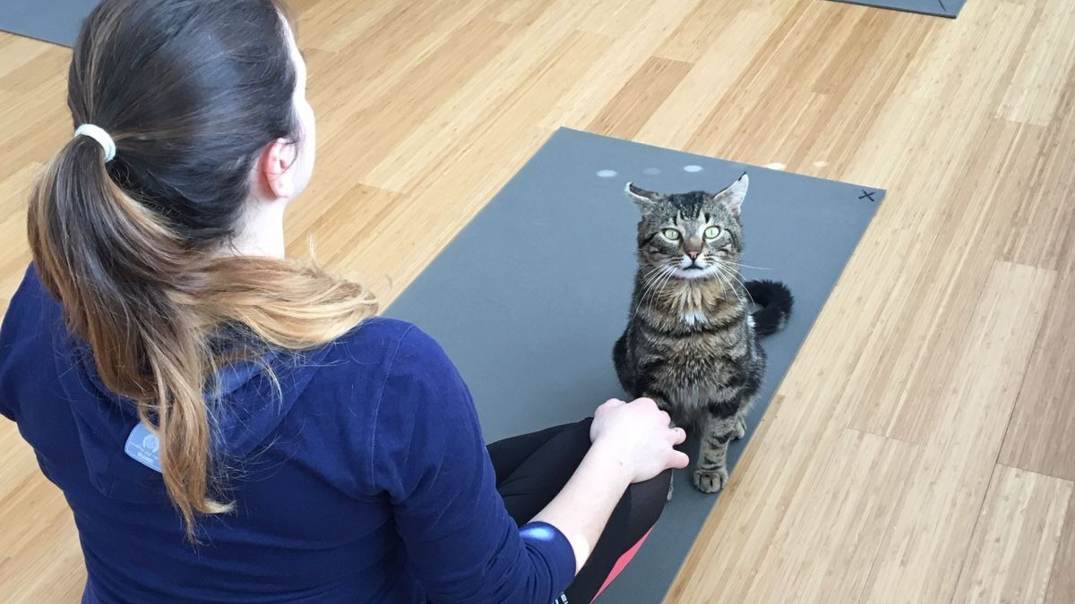 Illustration : "Le cat yoga, une discipline plus populaire que jamais ! "