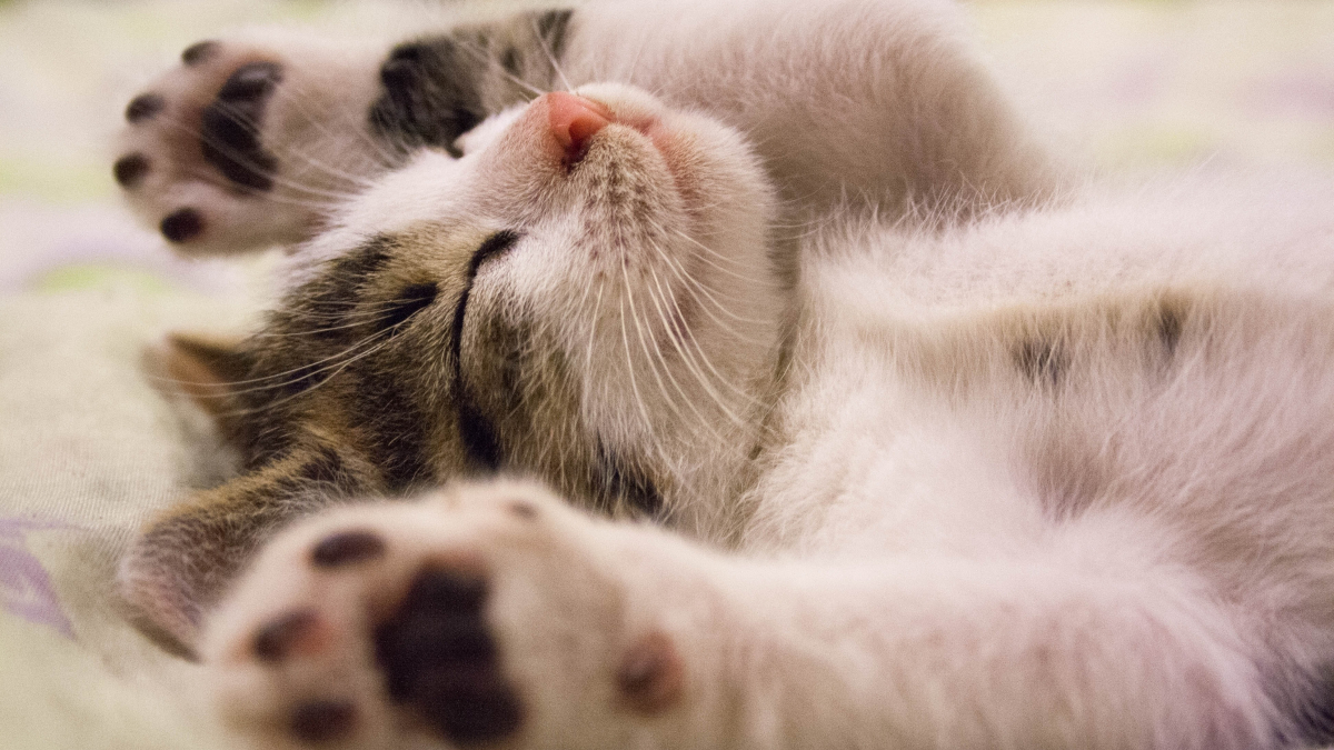 Illustration : "25 chats qui ont l'air tellement confortablement installé qu'ils donnent envie d'aller faire, aussi, une sieste"