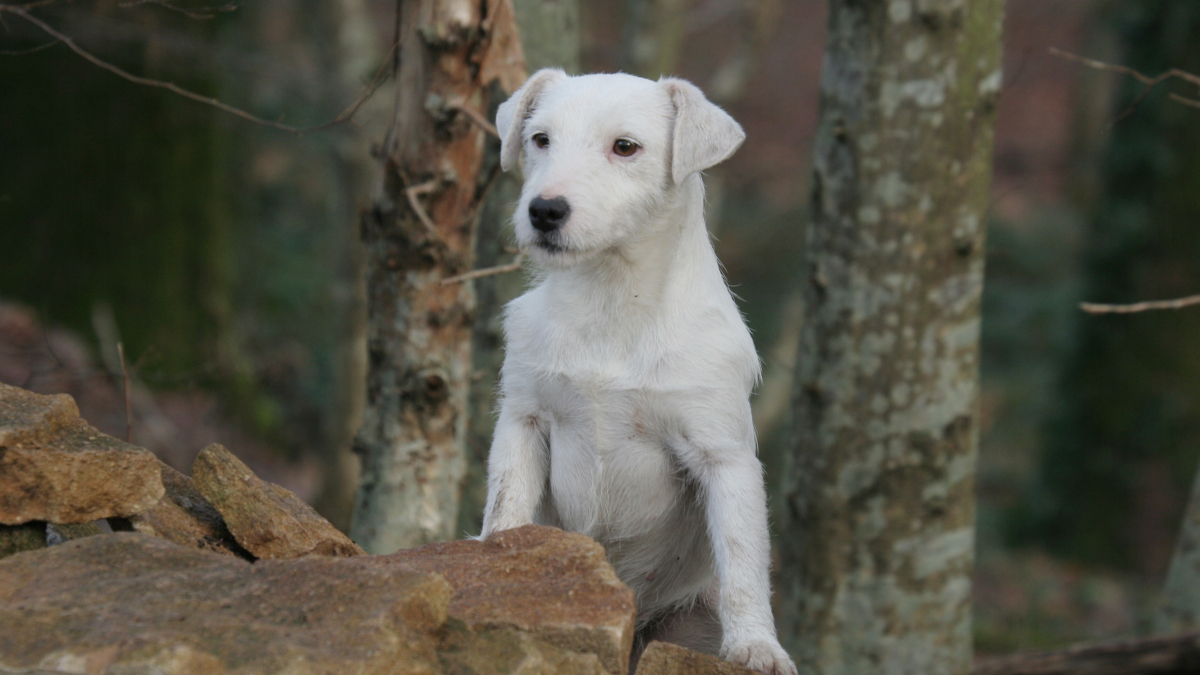 Illustration : "Lâcher son chien en pleine forêt peut vous coûter 135 euros !"