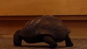 Illustration : "Une tortue et sa maîtresse sont maintenant amies depuis 57 ans ! "