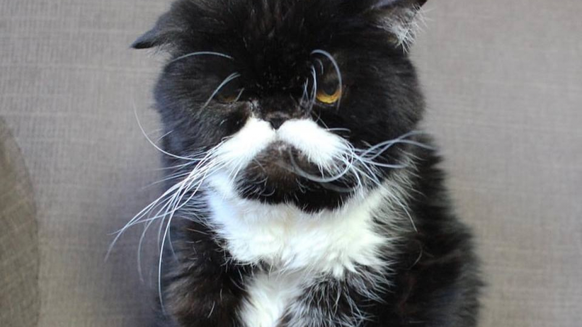 Illustration : "Ce chat aux moustaches uniques compte sur sa maîtresse pour sensibiliser sur les violences familiales"