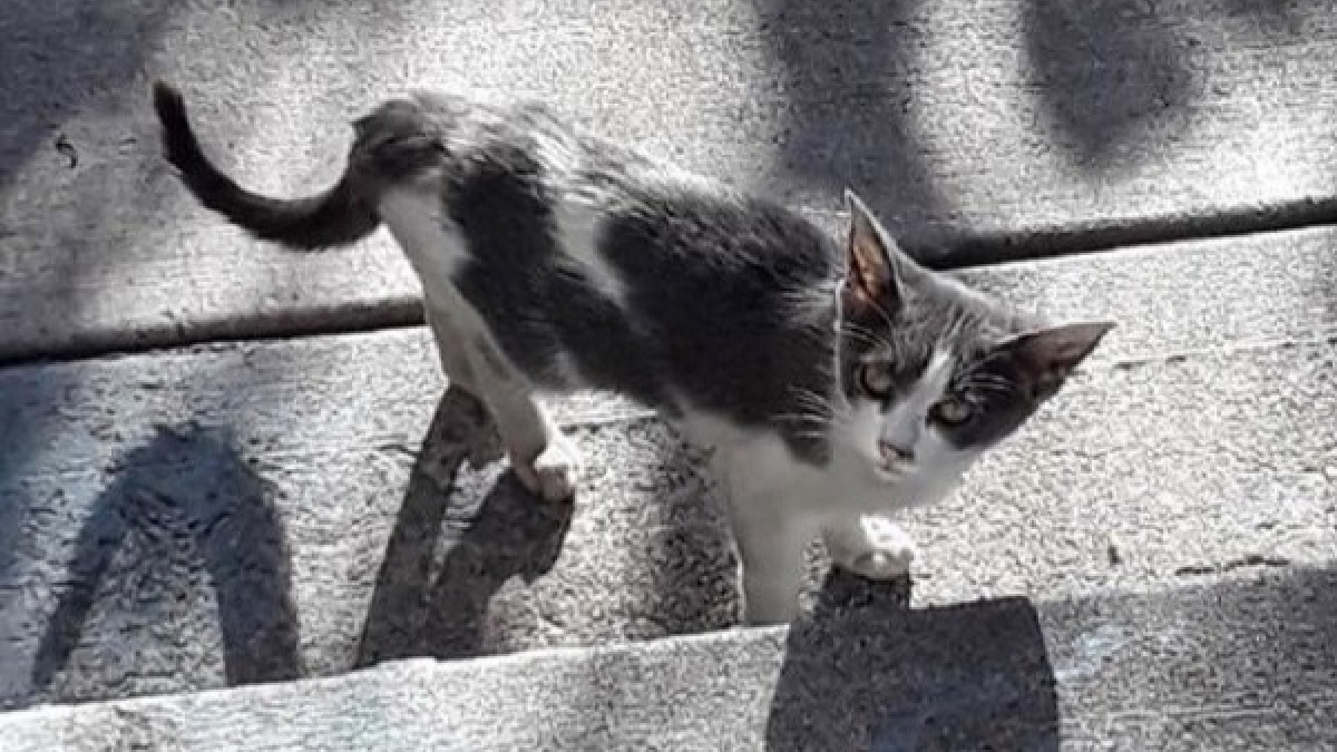 Illustration : "Cette chatte errante n’a pas arrêté de miauler jusqu’à être sauvée !"