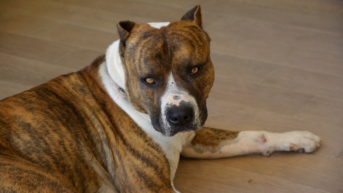 Illustration : "Son chien avait tué un congénère et mordu une passante, il a été condamné !"