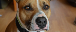 Illustration : "Elle caresse le chien de son voisin et se fait mordre au visage ! "