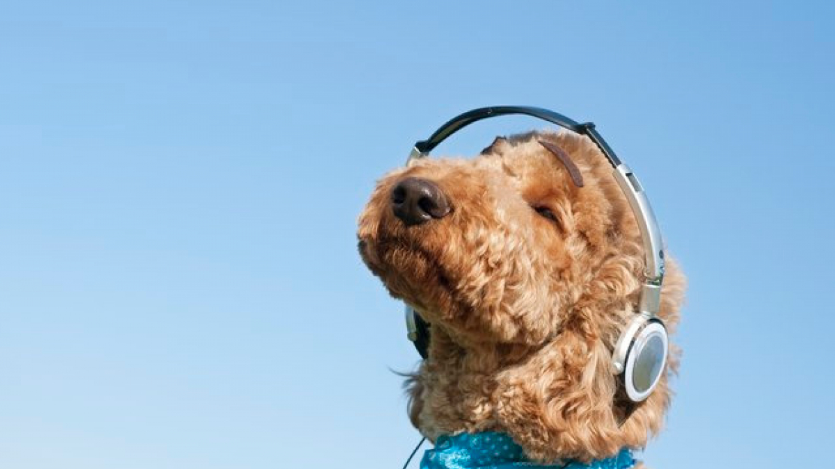 Illustration : "Selon cette étude, le chien fait abstraction du bruit lorsqu'il entend son prénom, comme les humains !"