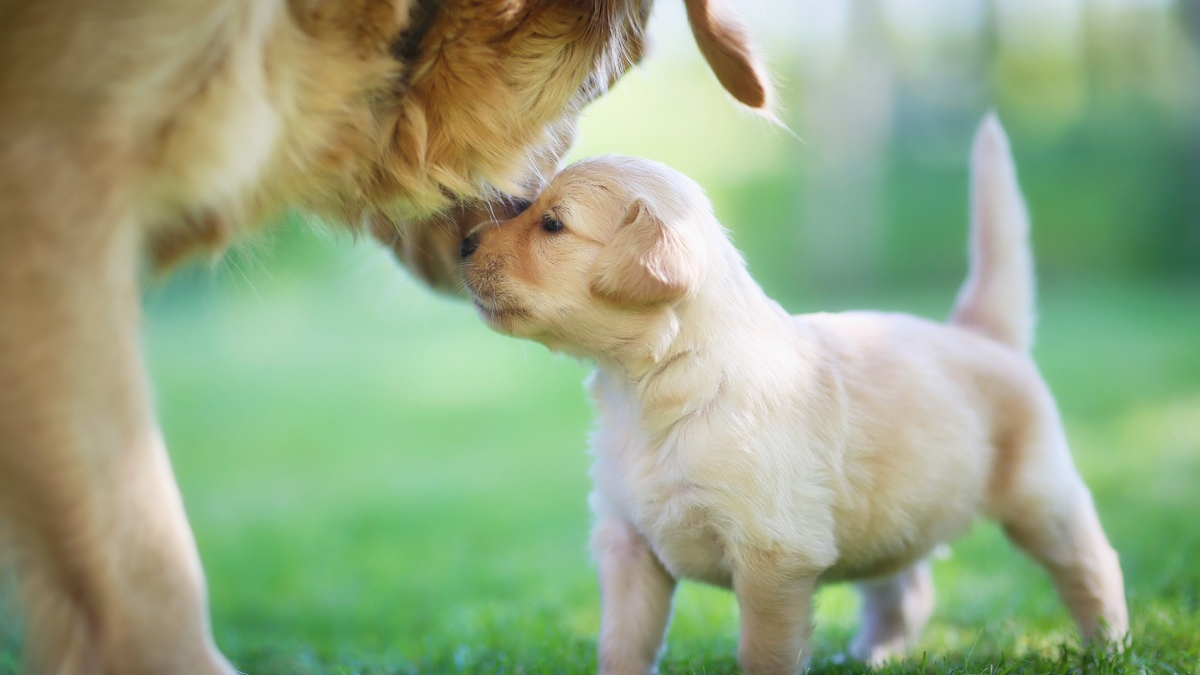 Illustration : "25 images magiques de relations entre les mères et leur chiot qui donnent foi en l'amour ! "