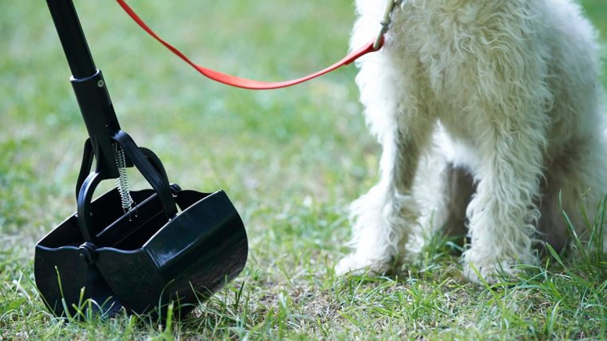 Illustration : "6 astuces pour éviter que les crottes de vos chiens collent à ses poils"