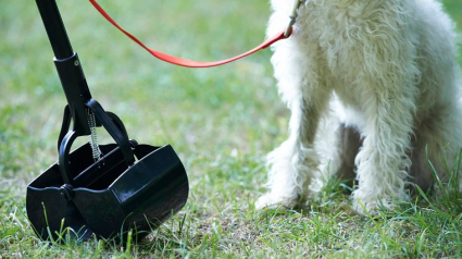 Illustration : 6 astuces pour éviter que les crottes de vos chiens collent à ses poils