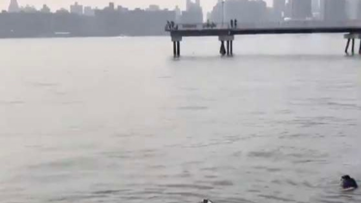 Illustration : "(Vidéo) Un homme n’hésite pas à plonger dans l’East River pour sauver un chien au bord de la noyade"