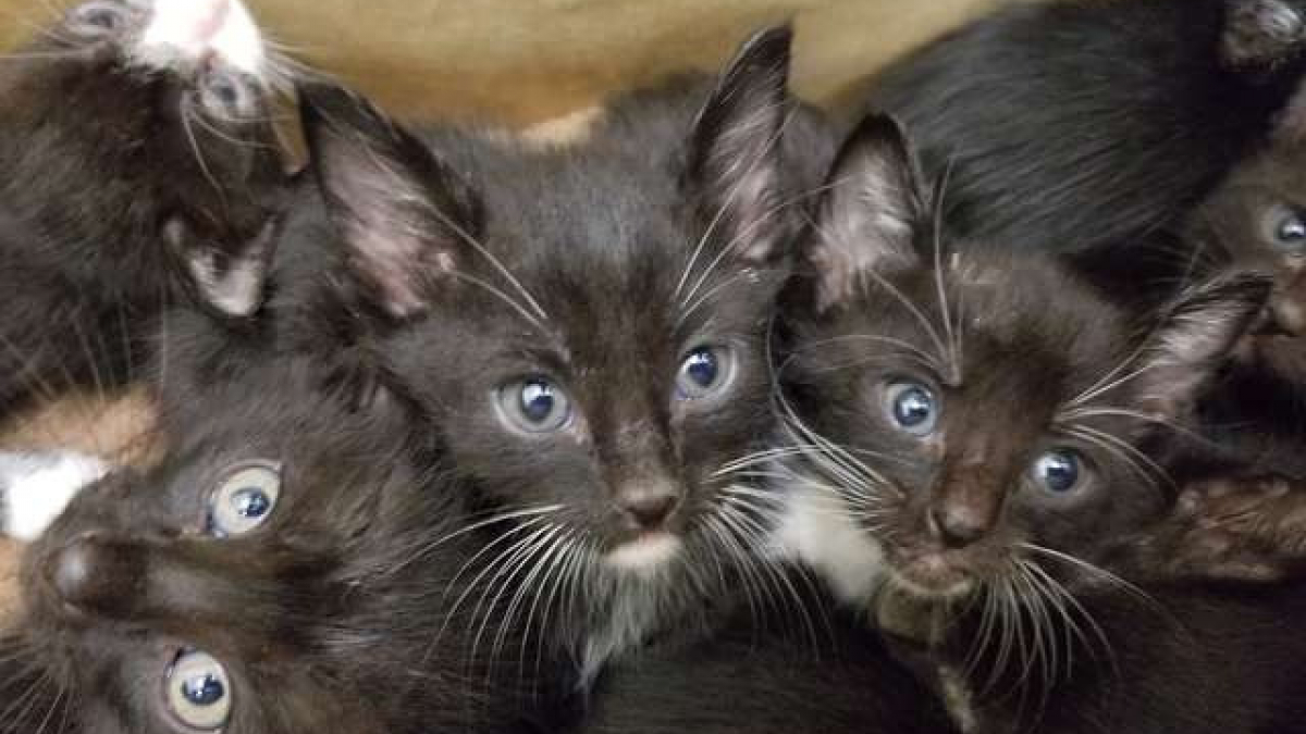 Illustration : "Refuges et associations s'unissent pour sauver 39 chatons retrouvés dans une boîte dans un jardin"