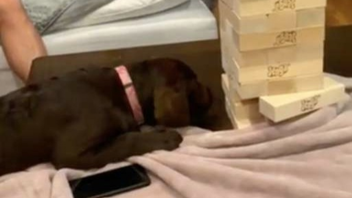 Illustration : "À 5 mois, ce chien découvre qu'il est expert au jeu du Jenga ! "