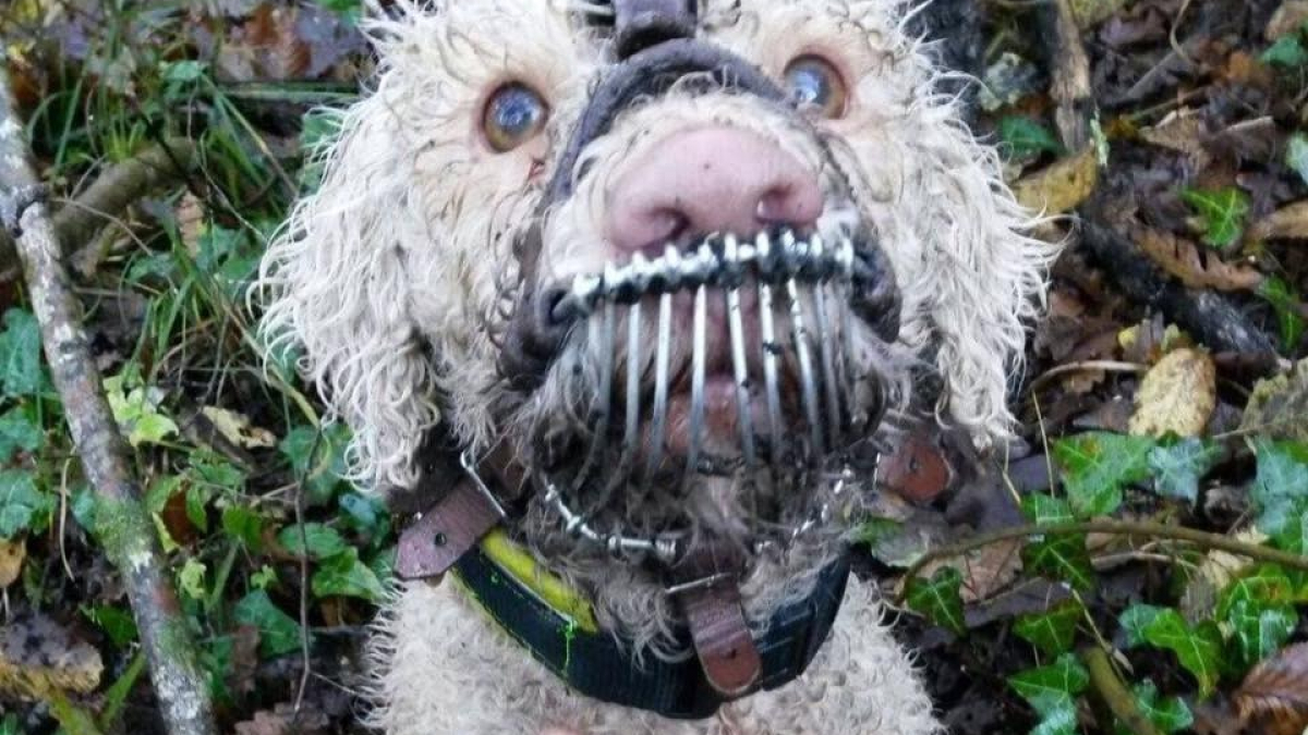 Illustration : "La photo de ce chien truffier maltraité indigne les internautes"