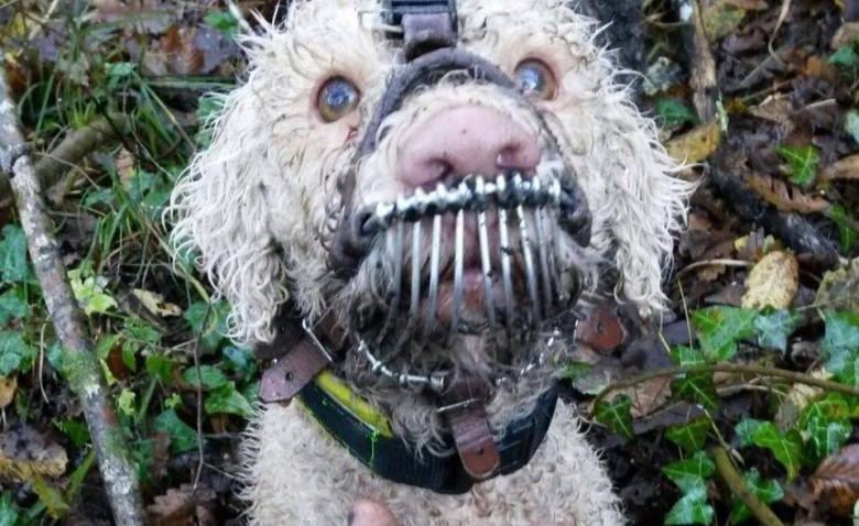 La photo de ce chien truffier maltraité indigne les internautes