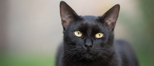 Illustration : "Les associations de protection animale appellent à la castration des chats pour leur bien-être"