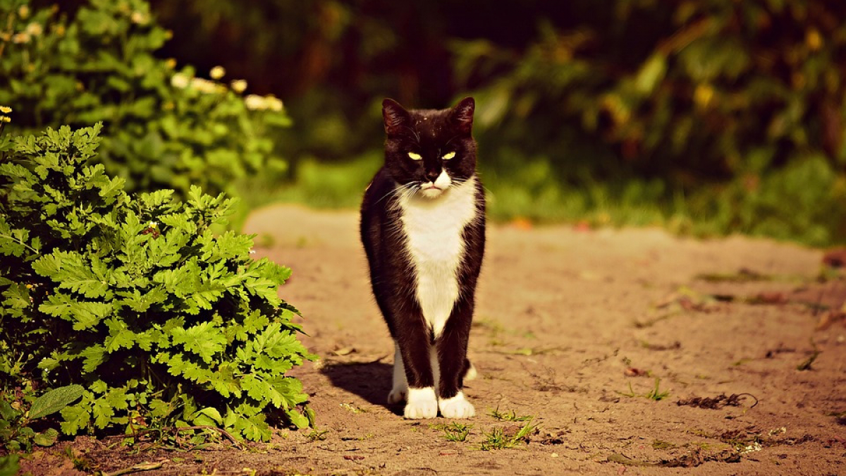 Illustration : "Un chat tué d’une balle, un homme de 87 ans placé en garde à vue"