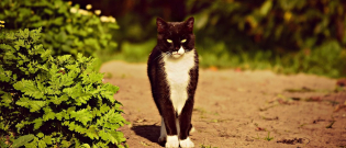 Illustration : "Un chat tué d’une balle, un homme de 87 ans placé en garde à vue"