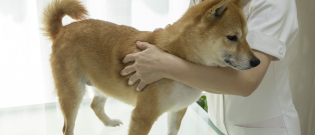 Illustration : "L'ostéopathie chez le chien"