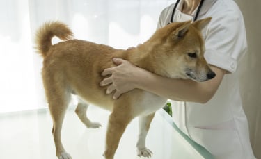 Illustration : "L'ostéopathie chez le chien"