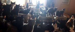 Illustration : "Ils ouvrent la porte d’un appartement et découvrent 300 chats les uns sur les autres !"