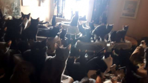 Illustration : Ils ouvrent la porte d’un appartement et découvrent 300 chats les uns sur les autres !