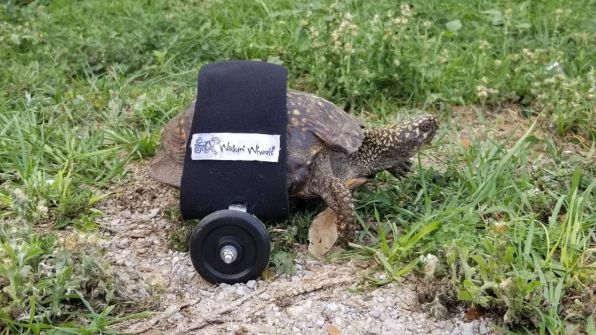 Illustration : "Voici Scoot, la première tortue à recevoir un chariot pour surmonter son handicap"