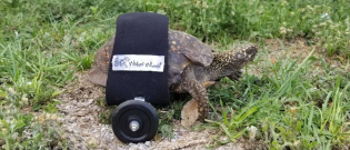 Illustration : "Voici Scoot, la première tortue à recevoir un chariot pour surmonter son handicap"