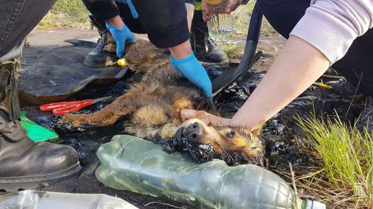 Illustration : "Piégé dans du goudron et à bout de force, un chien réussit à se faire entendre pour qu’on le sorte de là"