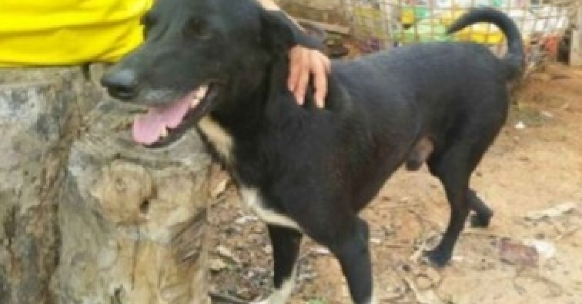 En Thaïlande, un chien handicapé sauve la vie d’un nourrisson
