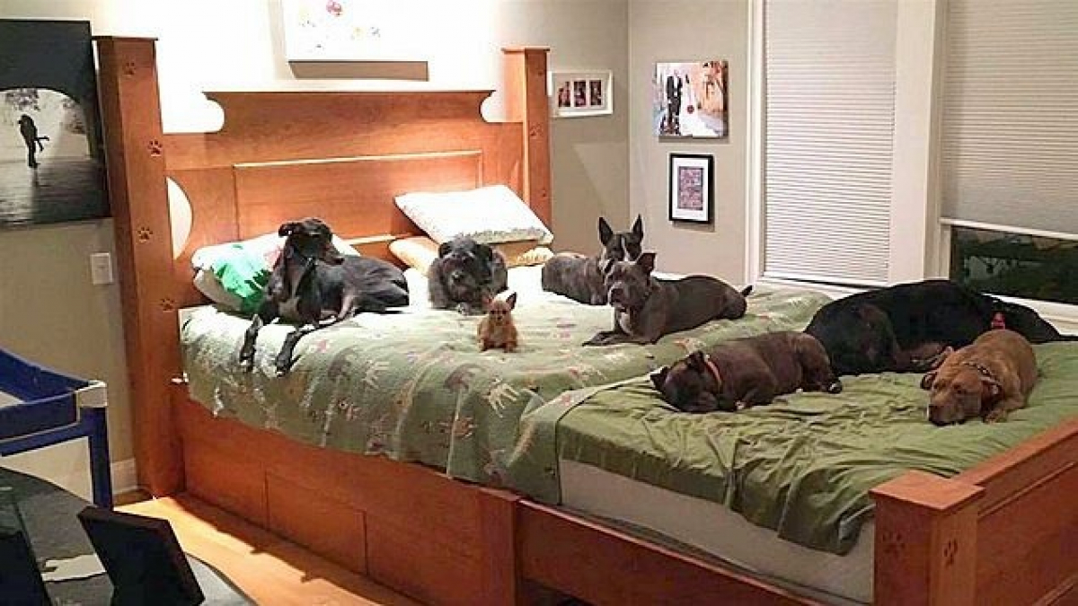 Illustration : "Pour dormir avec les 8 chiens qu'elle accueille cette famille a créé un lit king size ! "