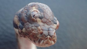 Illustration : "Découverte d'un serpent à 3 yeux dans une forêt australienne"