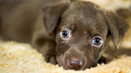 Illustration : En France, un chien se perd toutes les 20 minutes, un chat toutes les 10 !