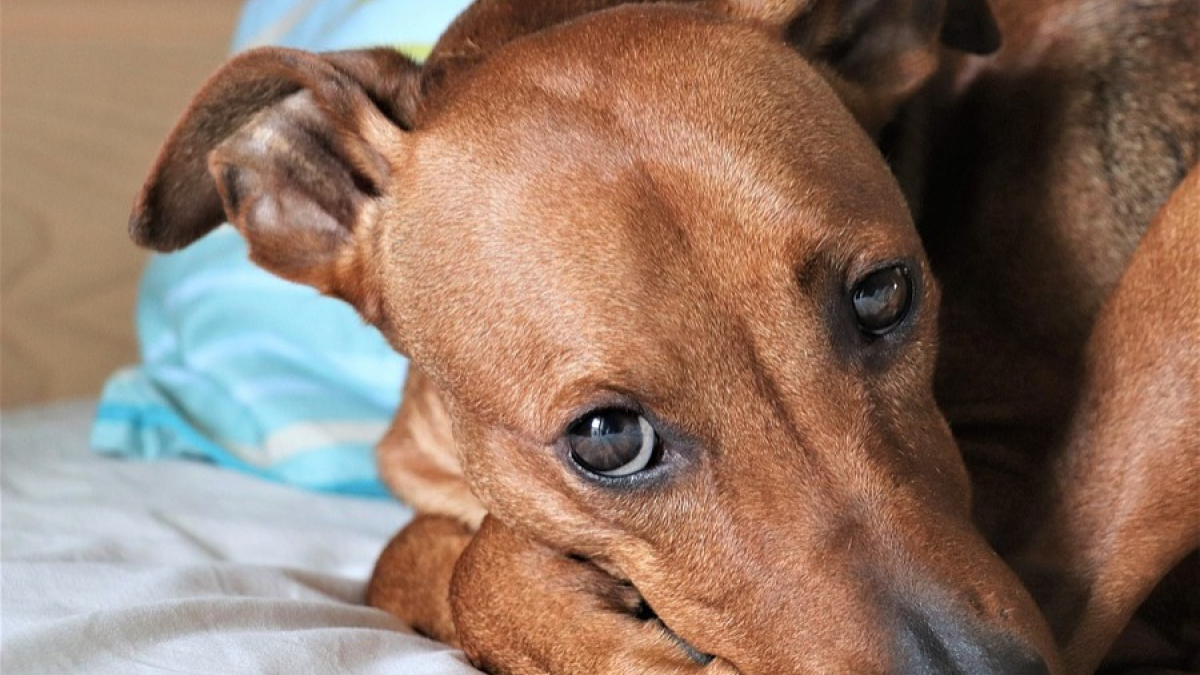 Illustration : "Un chien aurait été lancé par une fenêtre avant de mourir, une pétition mise en ligne"