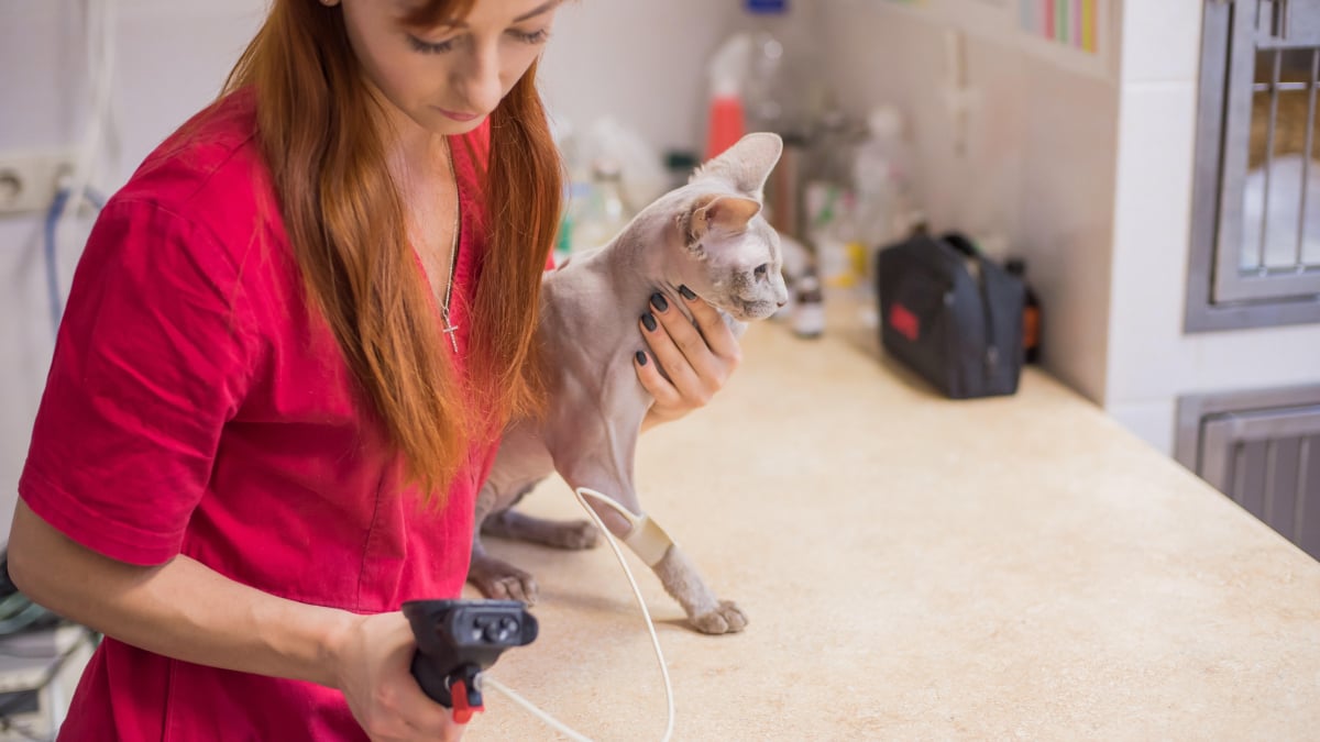 Illustration : "L'hypertension artérielle chez le chat"