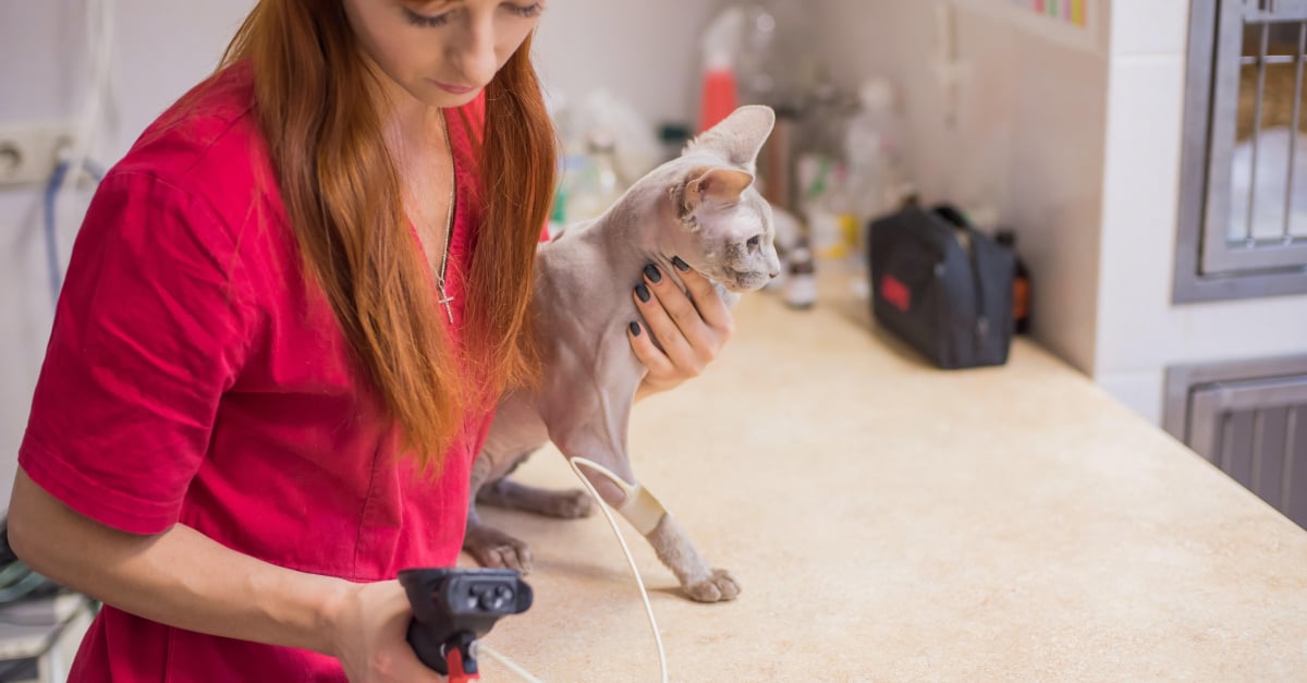 Hypertension Arterielle Chez Le Chat Comment La Detecter Precocement